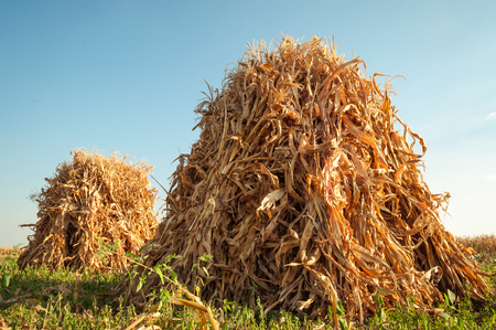 Field with sheaves of corn at sunset .の写真素材