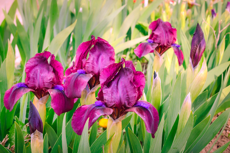 Blooming purple iris in the garden .の写真素材