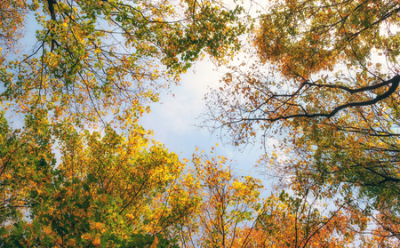 colorful tree branches in sunny forest, autumn natural background .