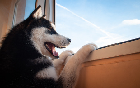 Husky breed dog. Looking out the window .の写真素材