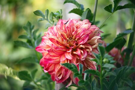 Flower garden of dahlia of autumn . Nature photography