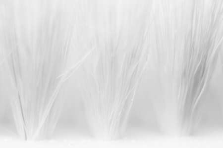 Texture of clothes brush close up white.