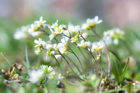 The little white chrysanthemum with green leaf.