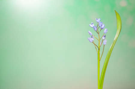 Snowdrops and spring flowers on a blurred background.の写真素材