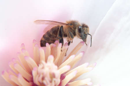 Hardworking bee collects honey from flowers.