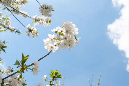 Spring cherry blossom flowers over blue sky.