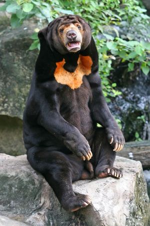 A Malayan Sun Bear, found primarily in the tropical rainforests of Southeast Asia.の写真素材