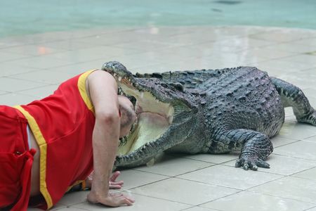 A keeper at a zoo in Thailand places his head in the jaws of a large crocodileの写真素材