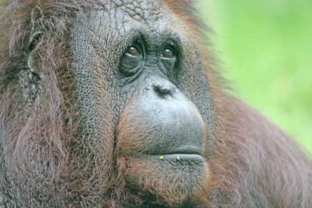 Portrait of a large orangutanの写真素材