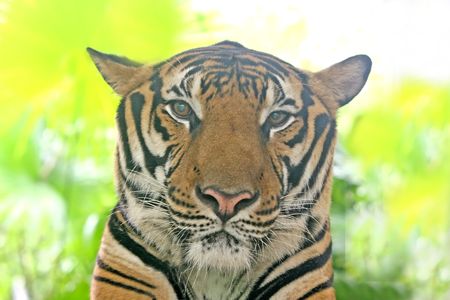 Close up of the head of a tigerの写真素材