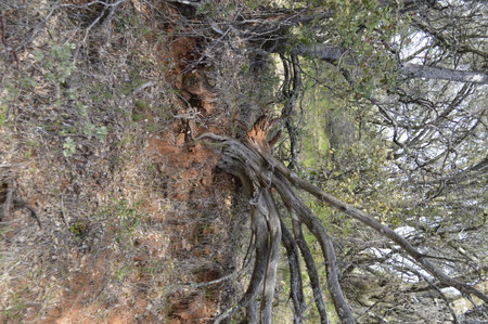 Close up of a tree in the middle of the forest in Californiaの写真素材