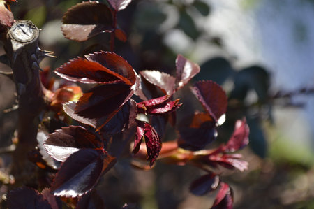 Leaves of a rose bush in early spring, close-upの写真素材
