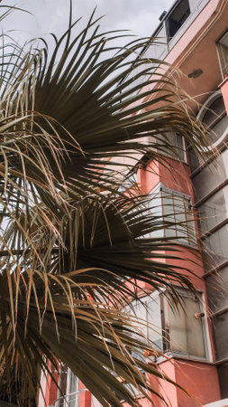 Palm tree leaves on the background of the facade of a buildingの写真素材