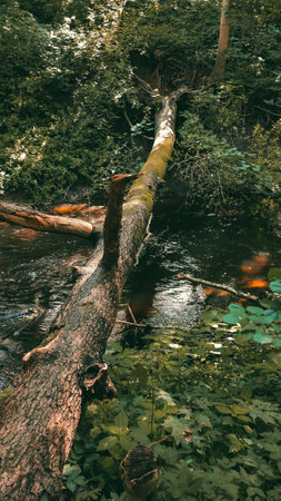 fallen tree on the river in the forest - retro vintage effectの写真素材