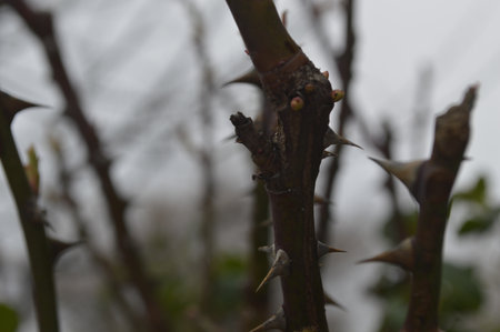 Close up of rose thorns on a branch in the garden.の写真素材