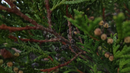 Close-up of thuja tree branches with cones and leavesの写真素材
