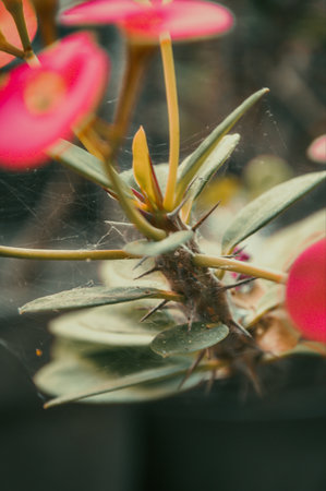 Cactus in a pot with spider web, shallow depth of field