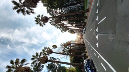 Palm trees and blue sky in the city of Barcelona, Spainの写真素材