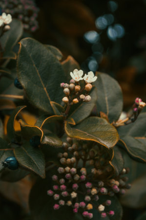 Close up of eucalyptus leaves and flowers in a gardenの写真素材