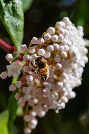 a bee sits on a flower in summer sunny weather close-upの写真素材