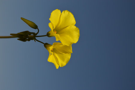 yellow flower against blue skyの写真素材