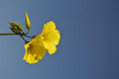 yellow flower against blue skyの写真素材