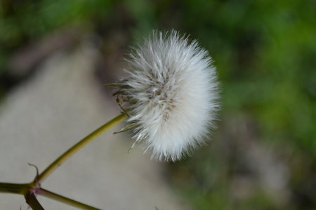 dandelion seed headの写真素材