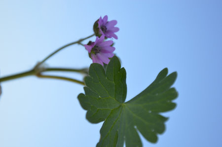 pink flowers against the skyの写真素材