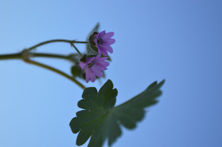 flower on sky backgroundの写真素材