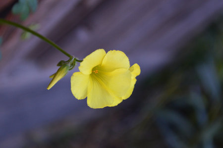 yellow flower in the gardenの写真素材