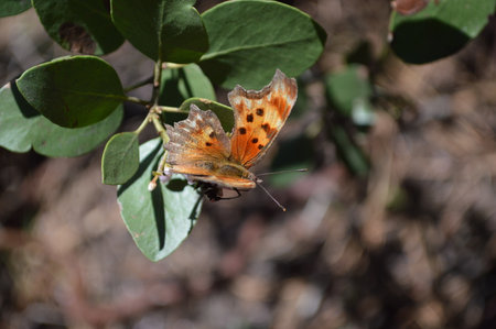 Butterfly on a leaf in the garden. close up.の写真素材