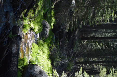 Moss growing on a tree in the rainforest of New Zealandの写真素材
