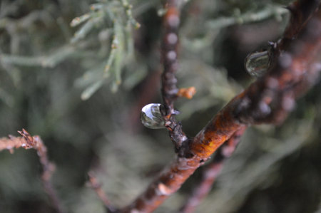 Pine branch with drops of dew on it, close-upの写真素材