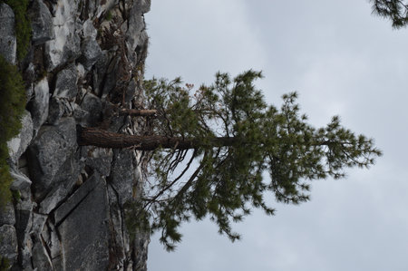 Pine tree on the edge of a cliff. The sky is cloudy.の写真素材