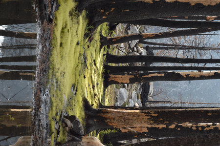 Old wooden fence with moss in the forest, closeup of photoの写真素材