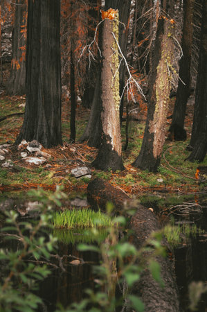 Fall in the forest. Fallen trees on the shore of the lake.の写真素材
