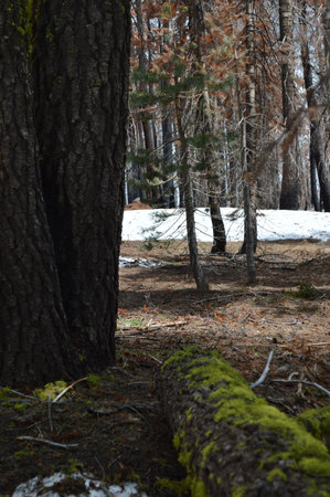 Pine forest in the spring. early spring in the forest.の写真素材