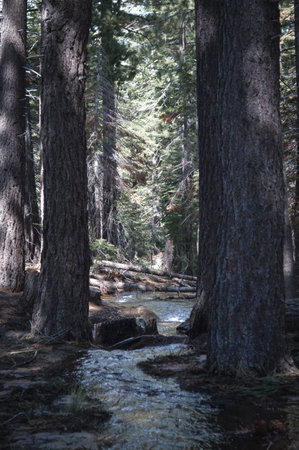 River in the forest, Yosemite National Park, California, USA.の写真素材