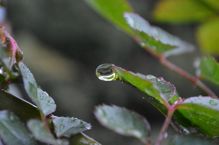 Water droplets on the leaves of a rose bush after the rainの写真素材