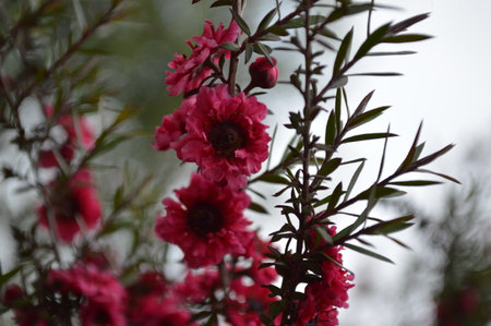 Flowering branch of a bush with red flowers in the springの写真素材