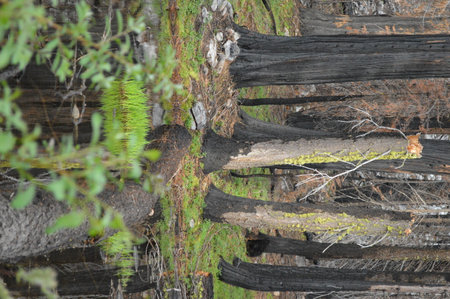 Wooden fence in the forest, close-up of the branchesの写真素材