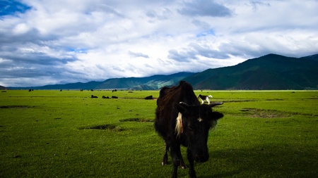 Cows in the grasslandの写真素材