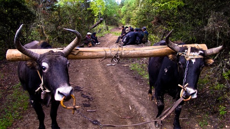 Farmers and cattle in a rural areaの写真素材