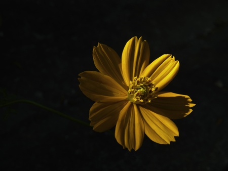 flower and darknessの写真素材