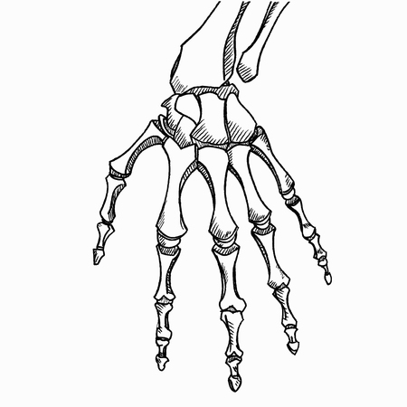 Skeleton hand vector. Hand drawn sketch isolated on white backgroundのイラスト素材