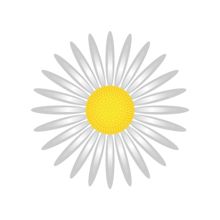 Isolated camomile on white background, vector illustrationのイラスト素材