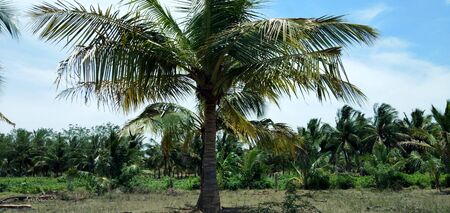 the coconut green tree with alone tree