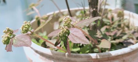 the outdoor garden took the shotの写真素材