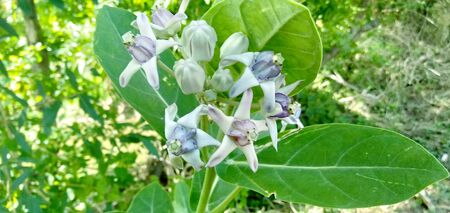 the flowers is very nice with white flowersの写真素材