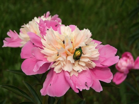 Pink peony in bloom with cockchafer beetle onの写真素材